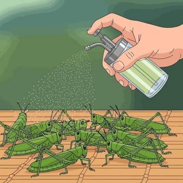 Insect & Pest Control