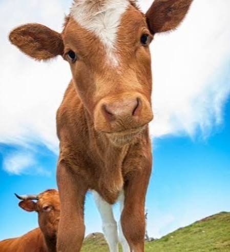 Beef