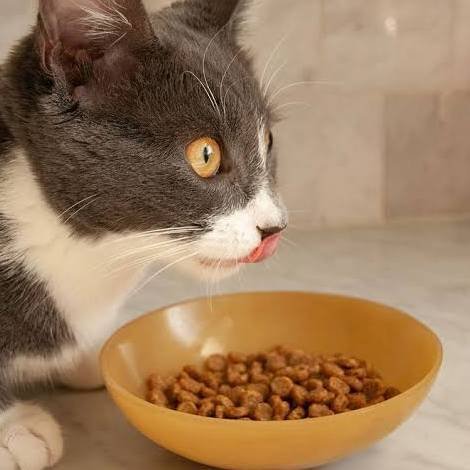 Cat Food